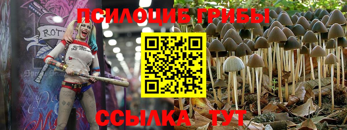 Ярцево  Галлюциногенные грибы прущие грибы  Вход с VPN 